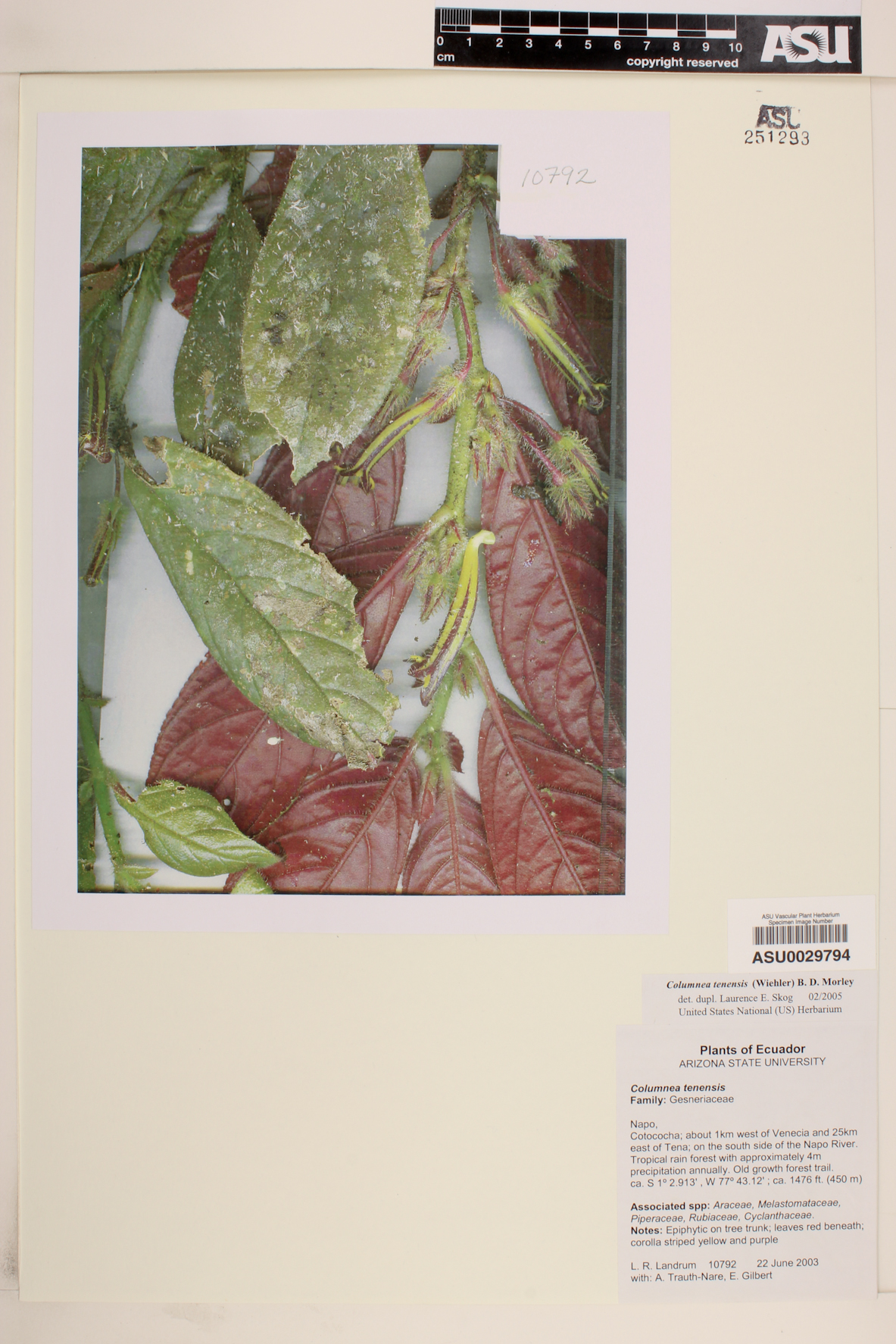 Columnea tenensis image