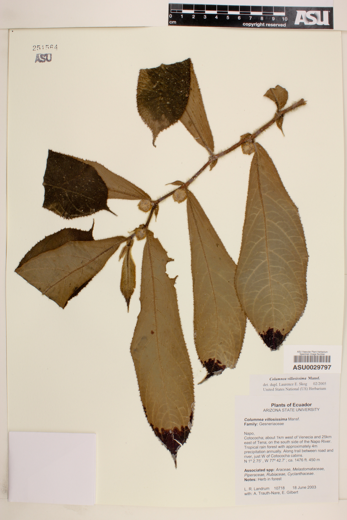 Columnea villosissima image
