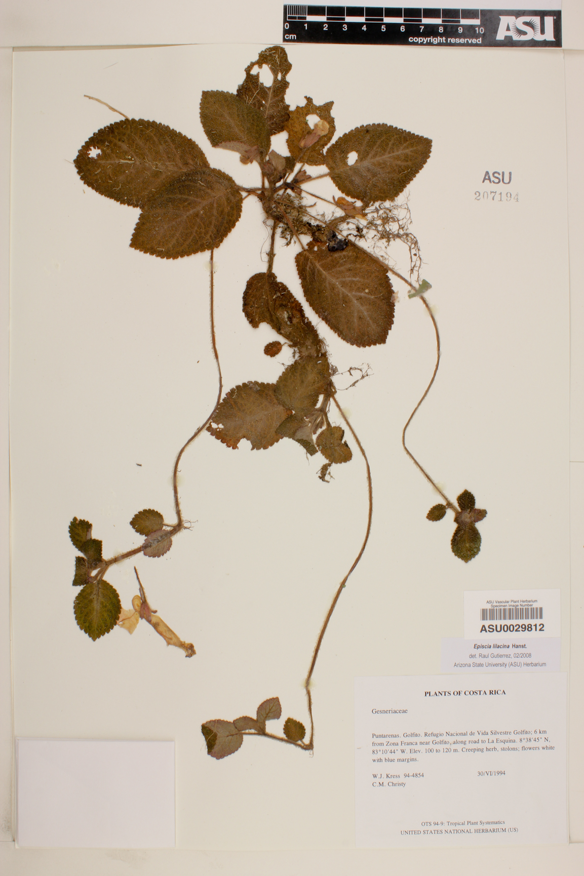 Episcia lilacina image
