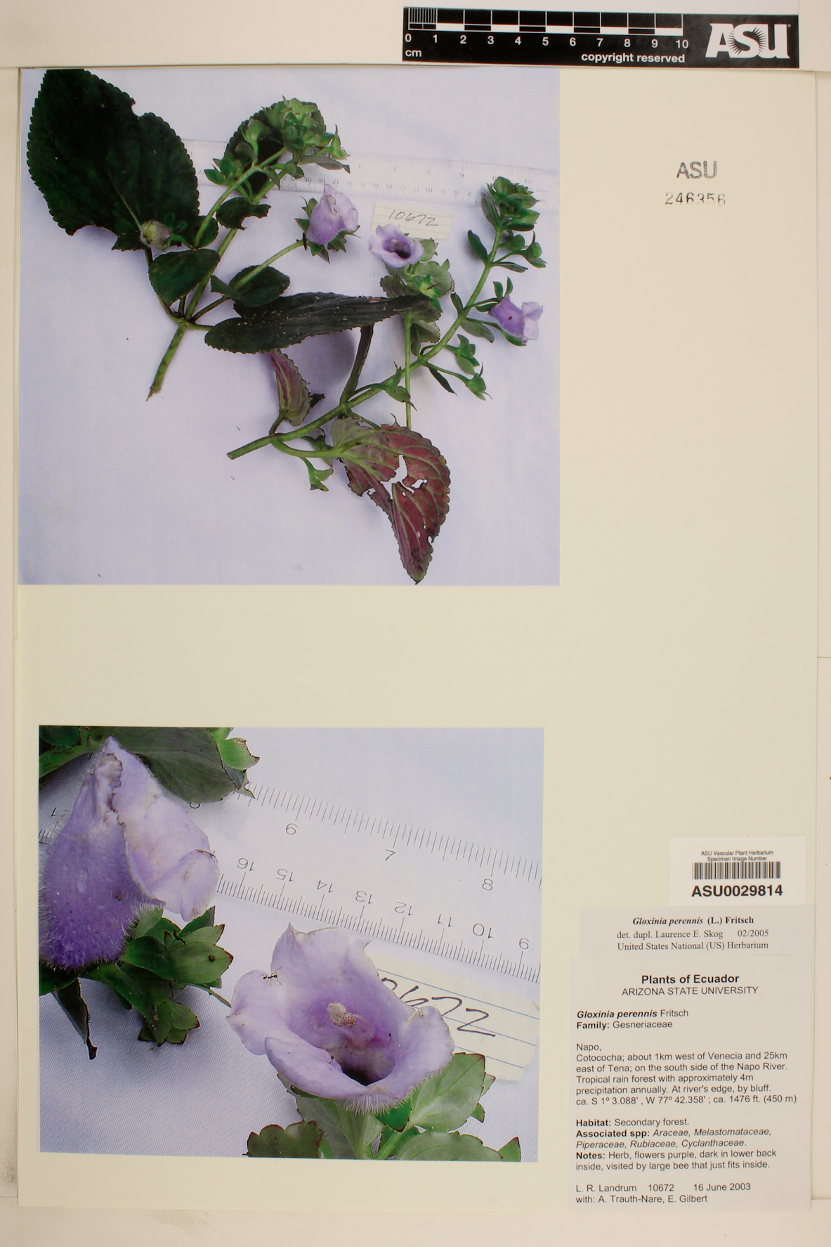 Gloxinia perennis image