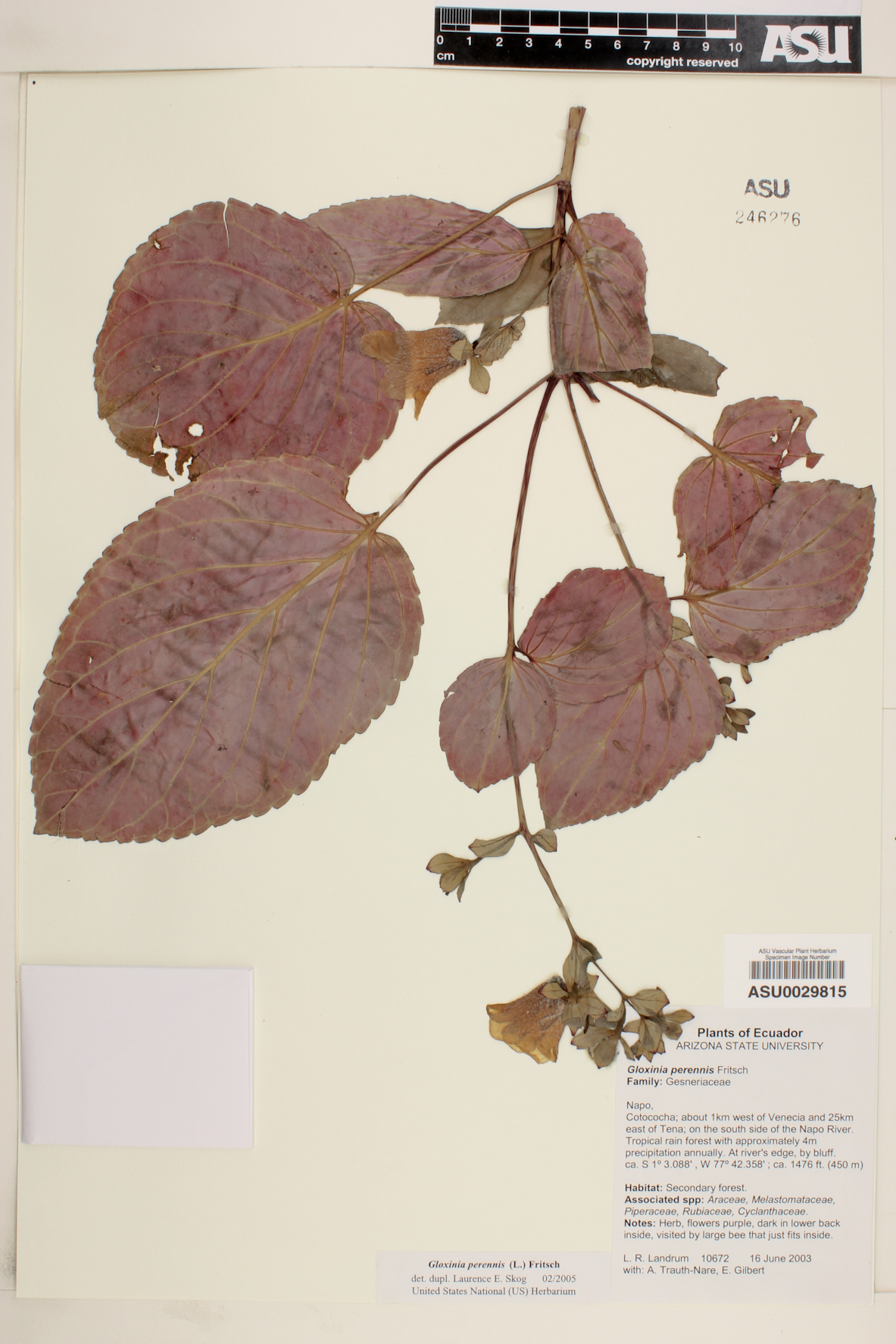 Gloxinia perennis image