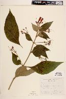 Kohleria deppeana image