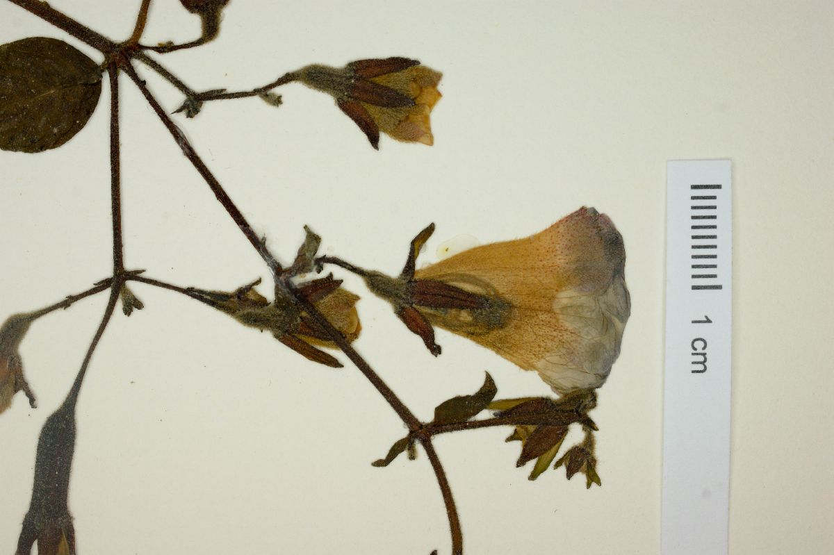 Monopyle maxonii image