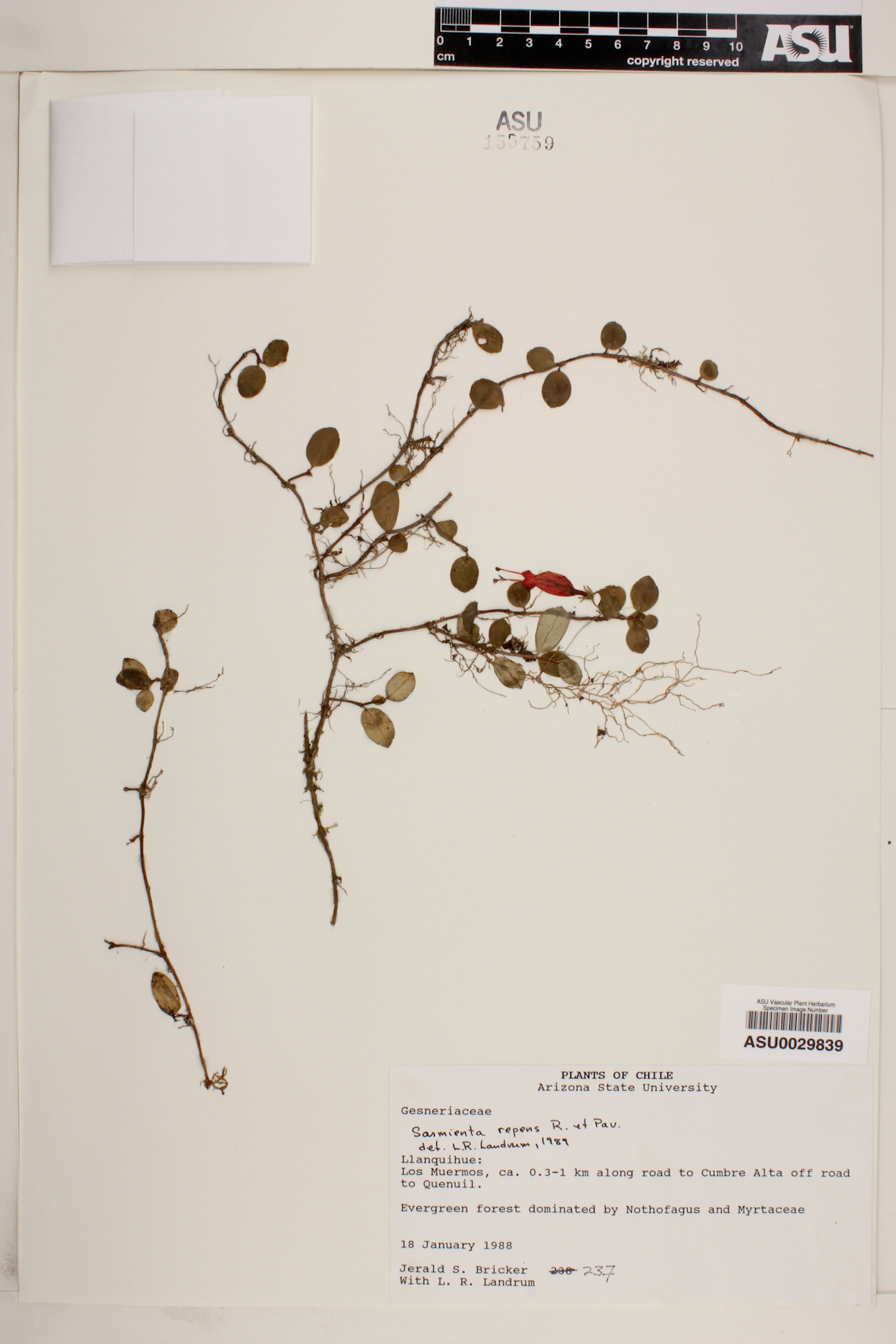 Sarmienta repens image