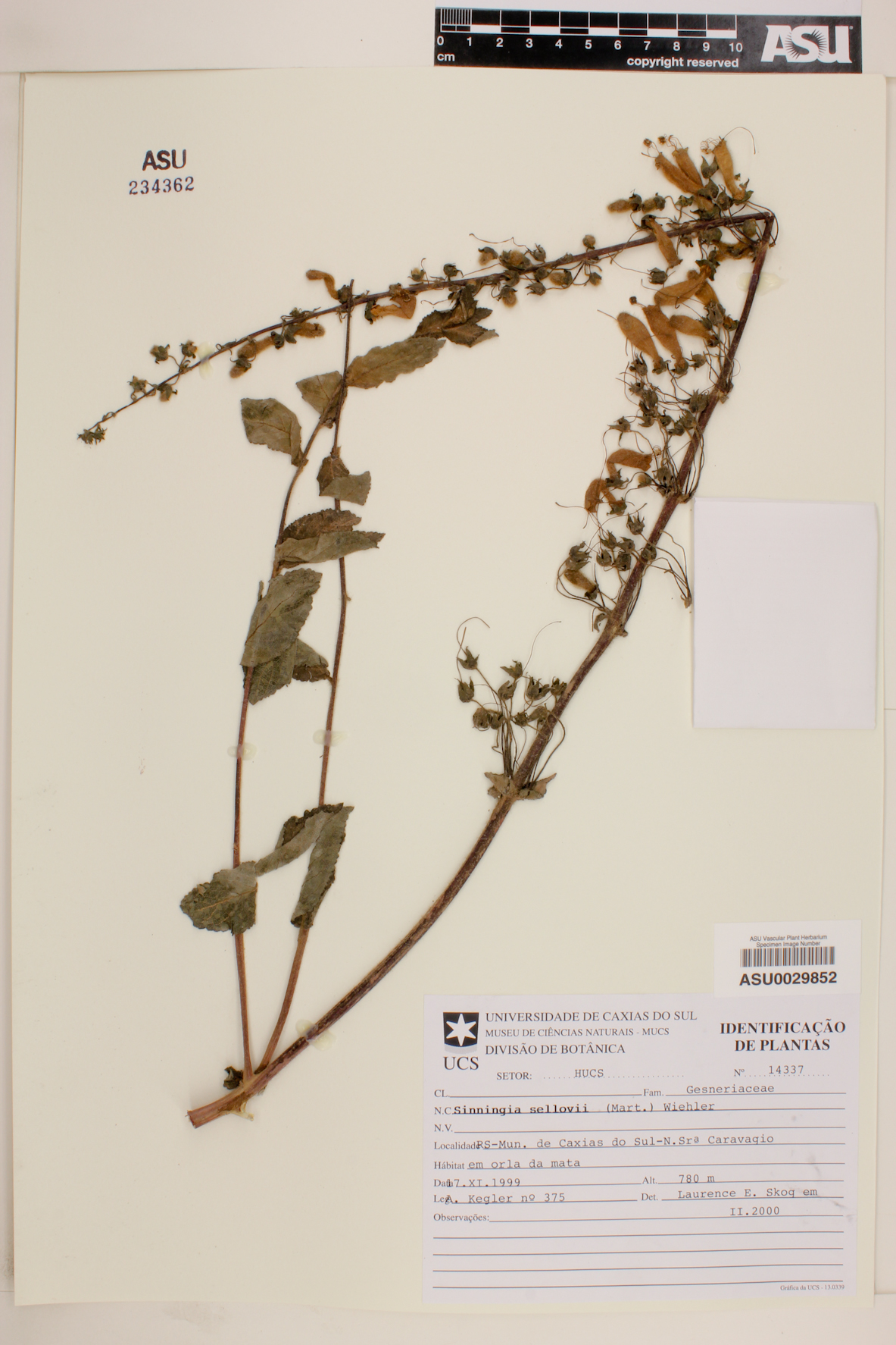 Sinningia sellovii image