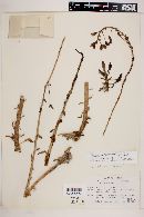 Image of Calandrinia crassifolia