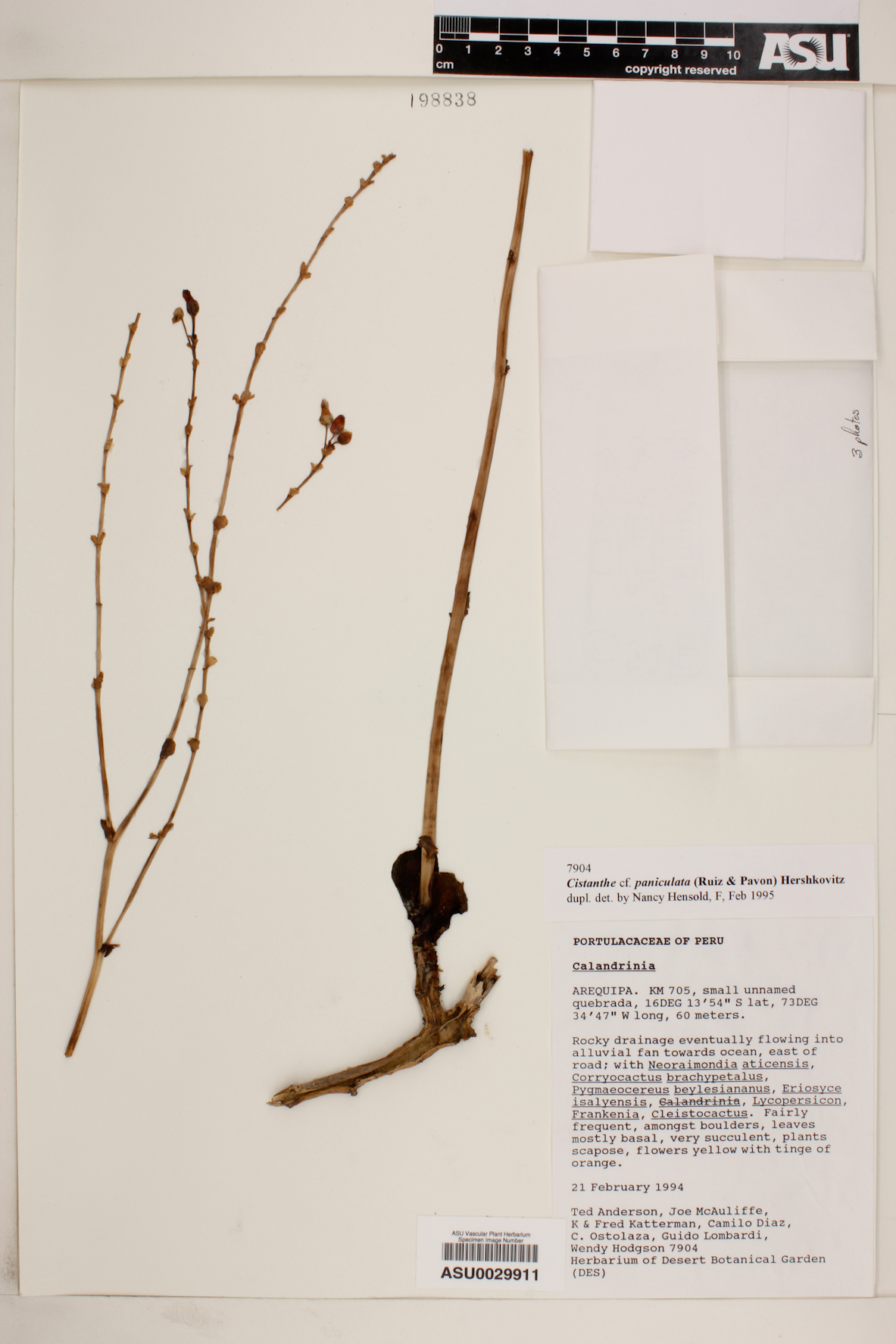 Cistanthe paniculata image