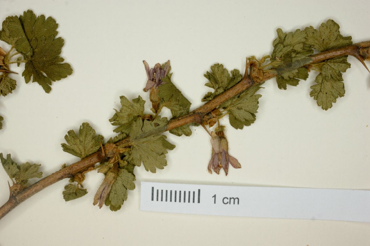Ribes madrense image