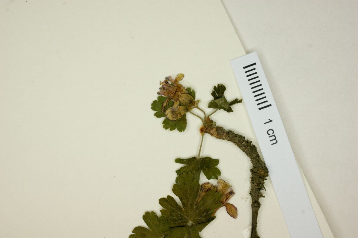 Ribes microphyllum image