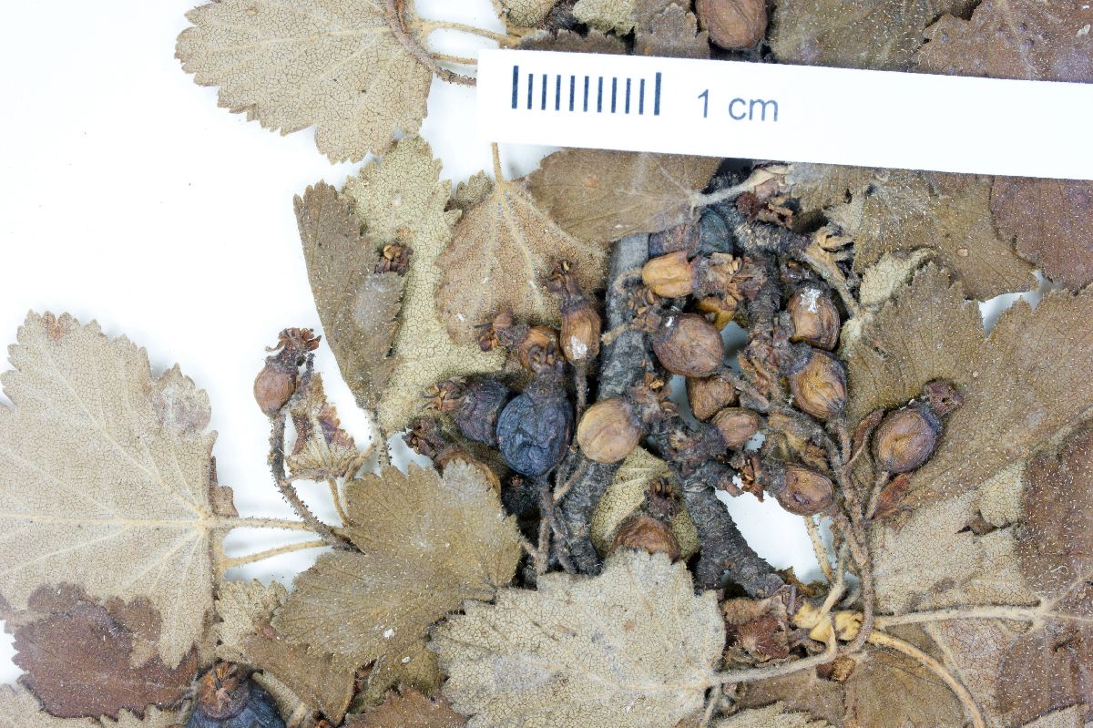 Ribes neglectum image