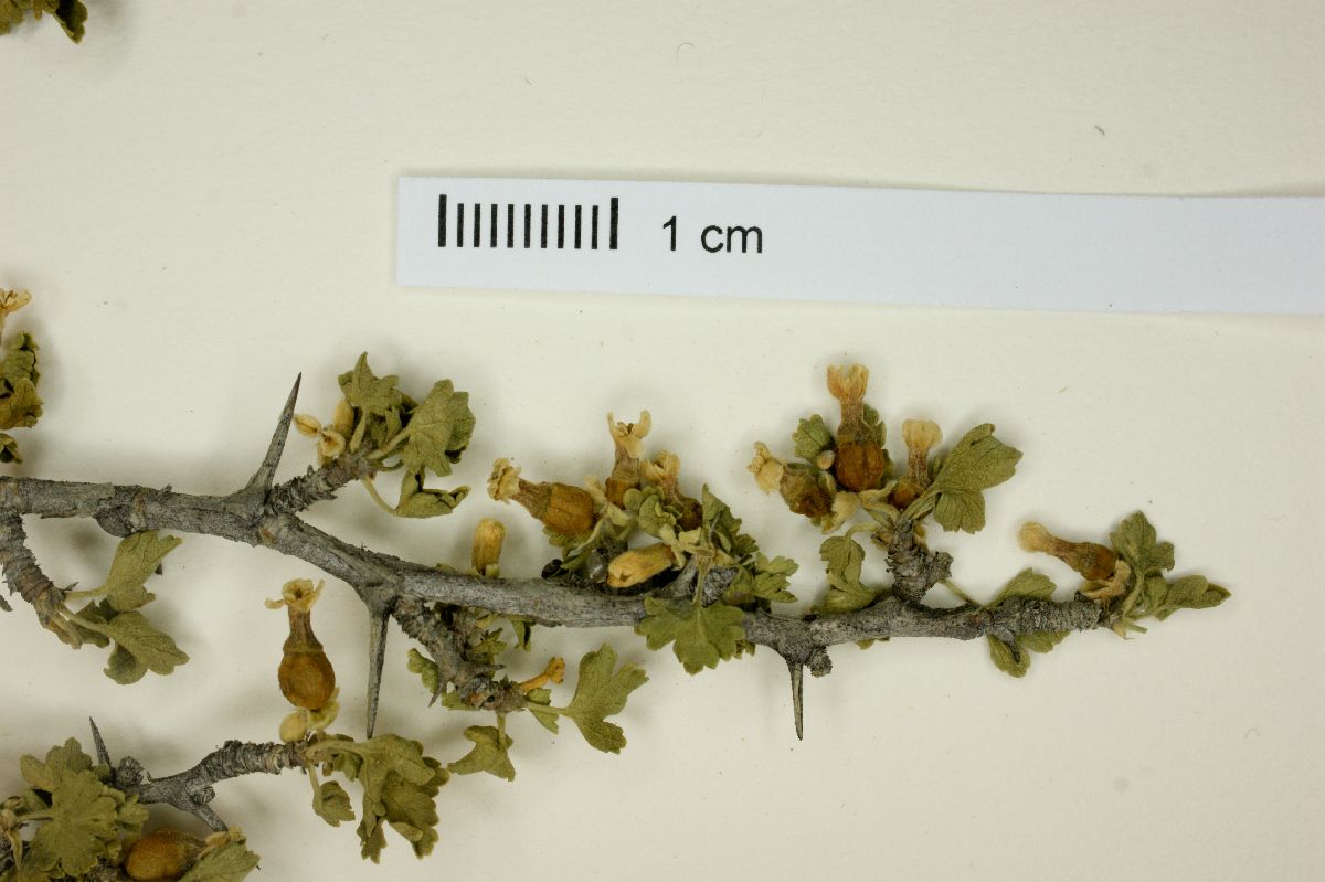 Ribes quercetorum image