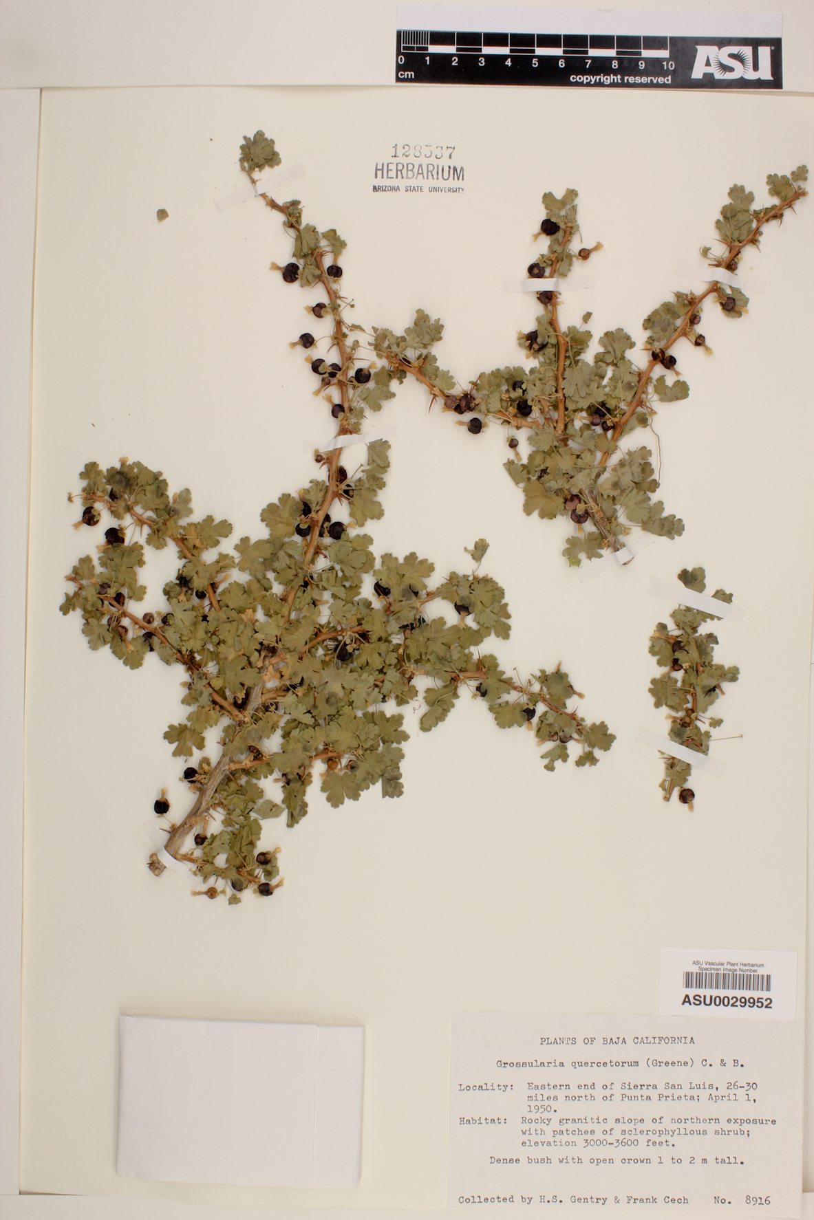 Grossularia quercetorum image