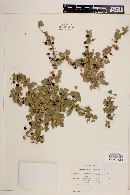 Grossularia quercetorum image