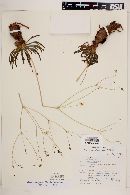 Image of Phemeranthus palmeri