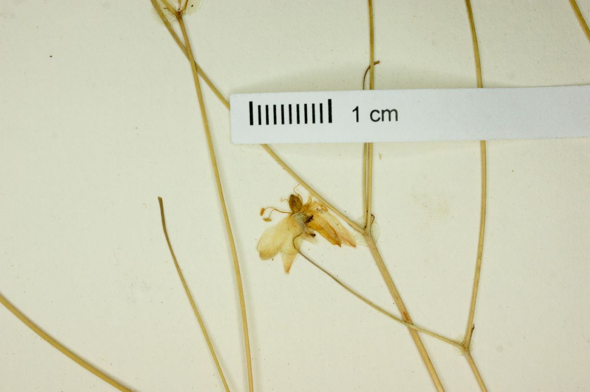 Phemeranthus palmeri image