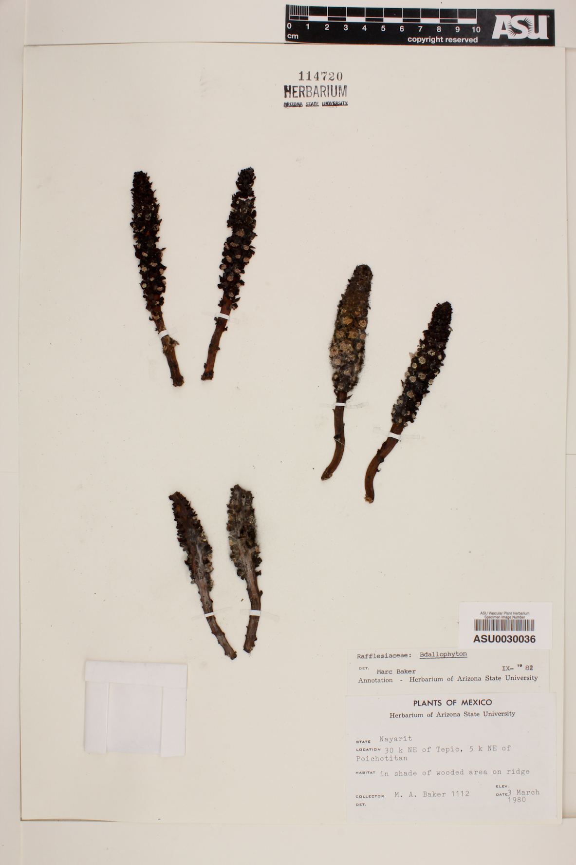 Bdallophyton image