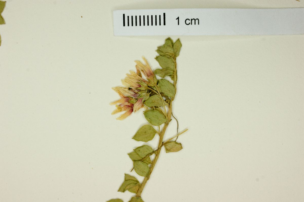 Anagallis alternifolia image