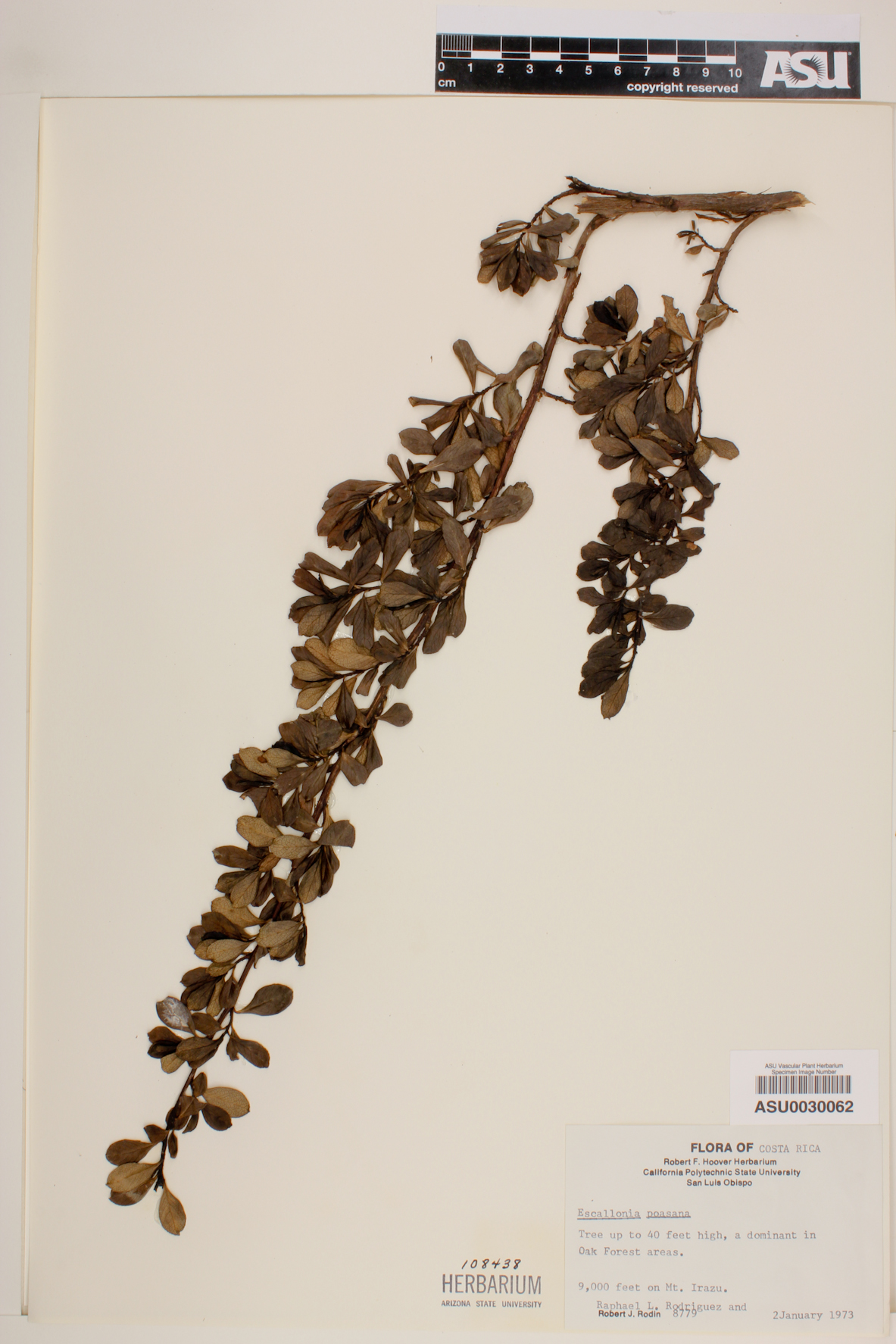 Escallonia myrtilloides var. patens image