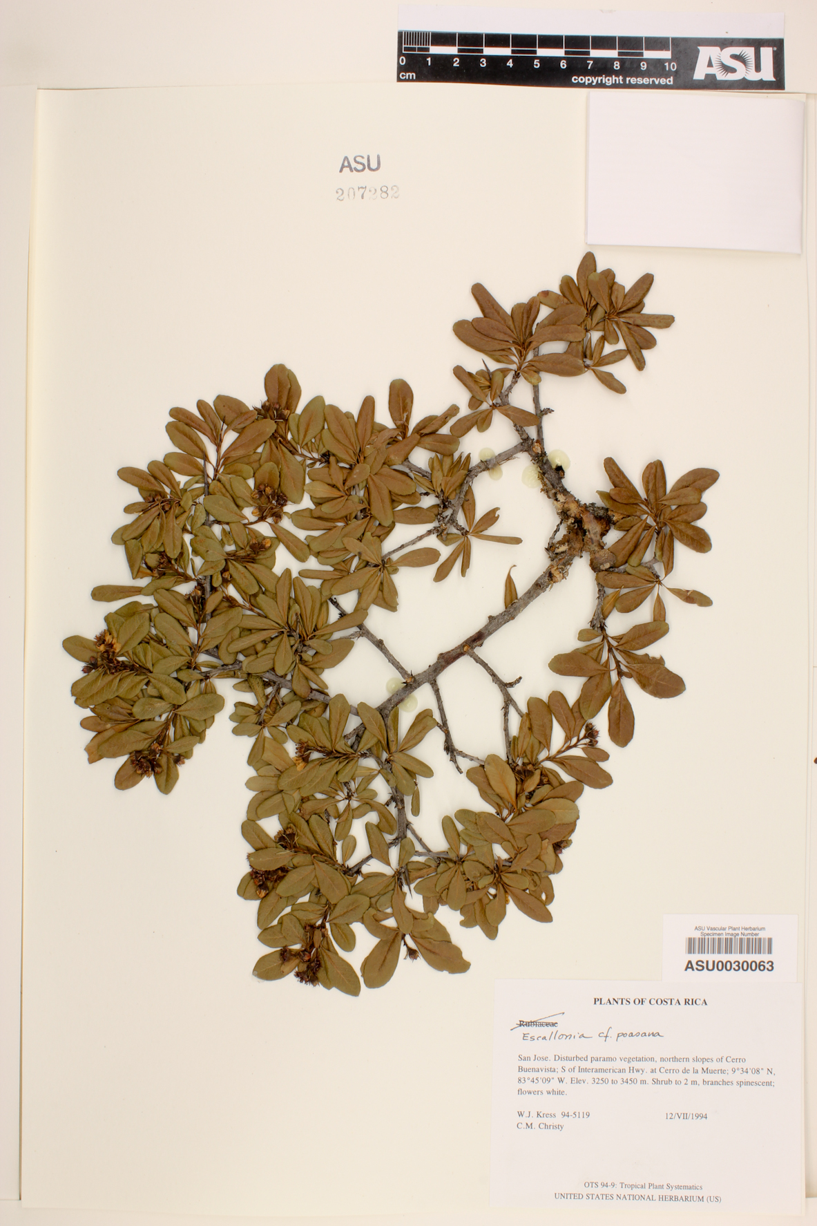 Escallonia myrtilloides var. patens image