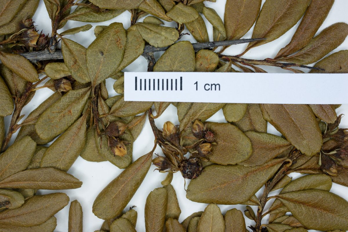 Escallonia myrtilloides var. patens image