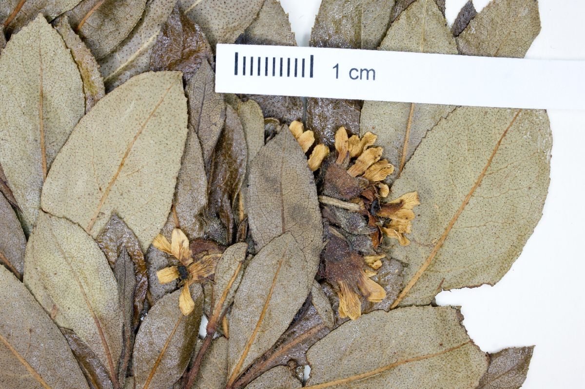 Escallonia farinacea image