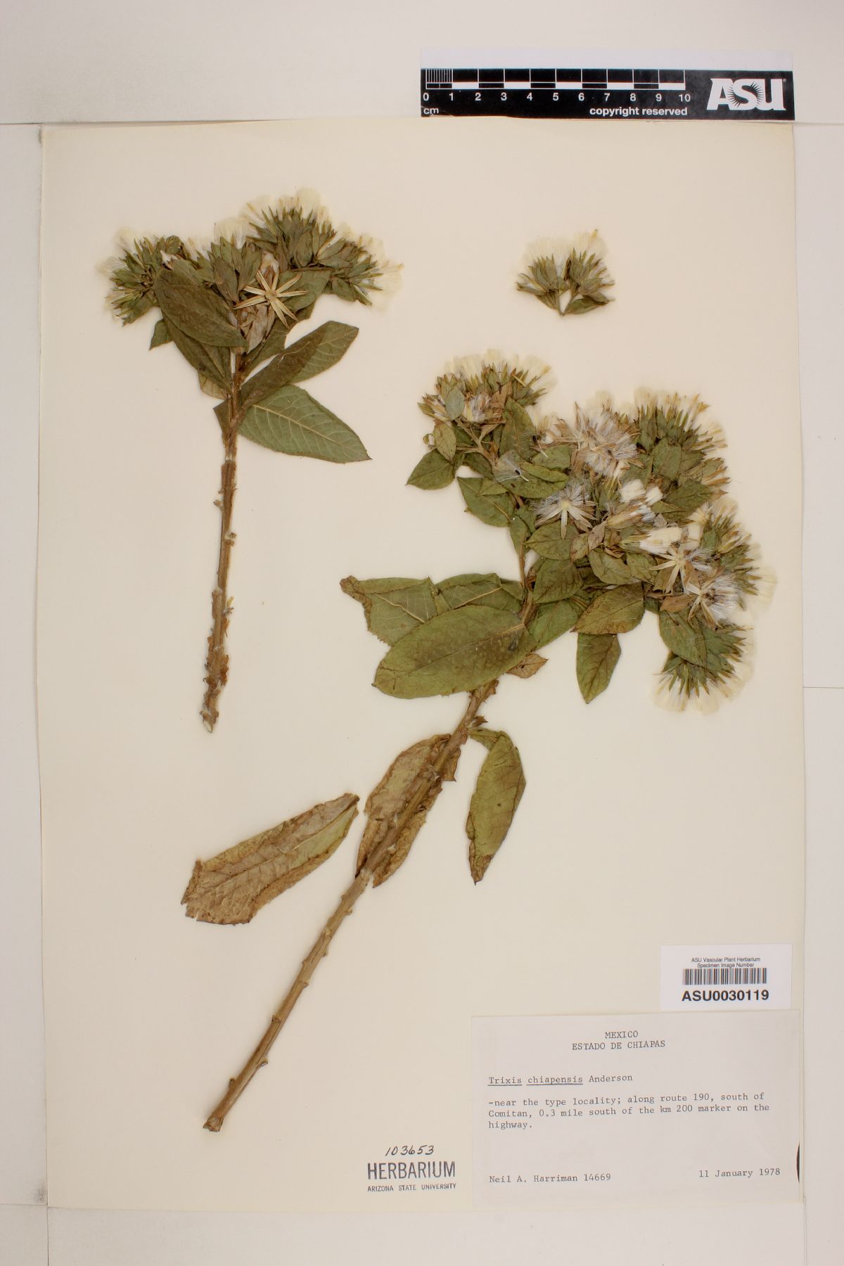 Trixis chiapensis image