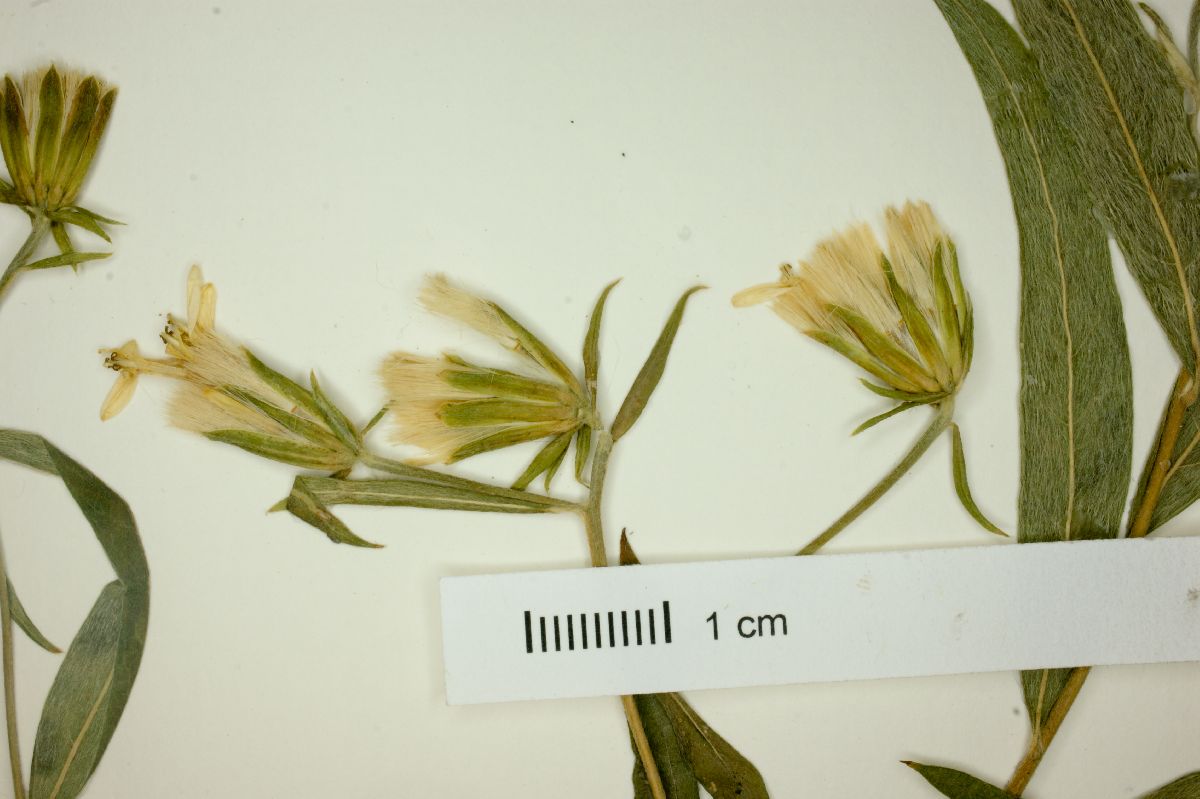 Trixis hyposericea image