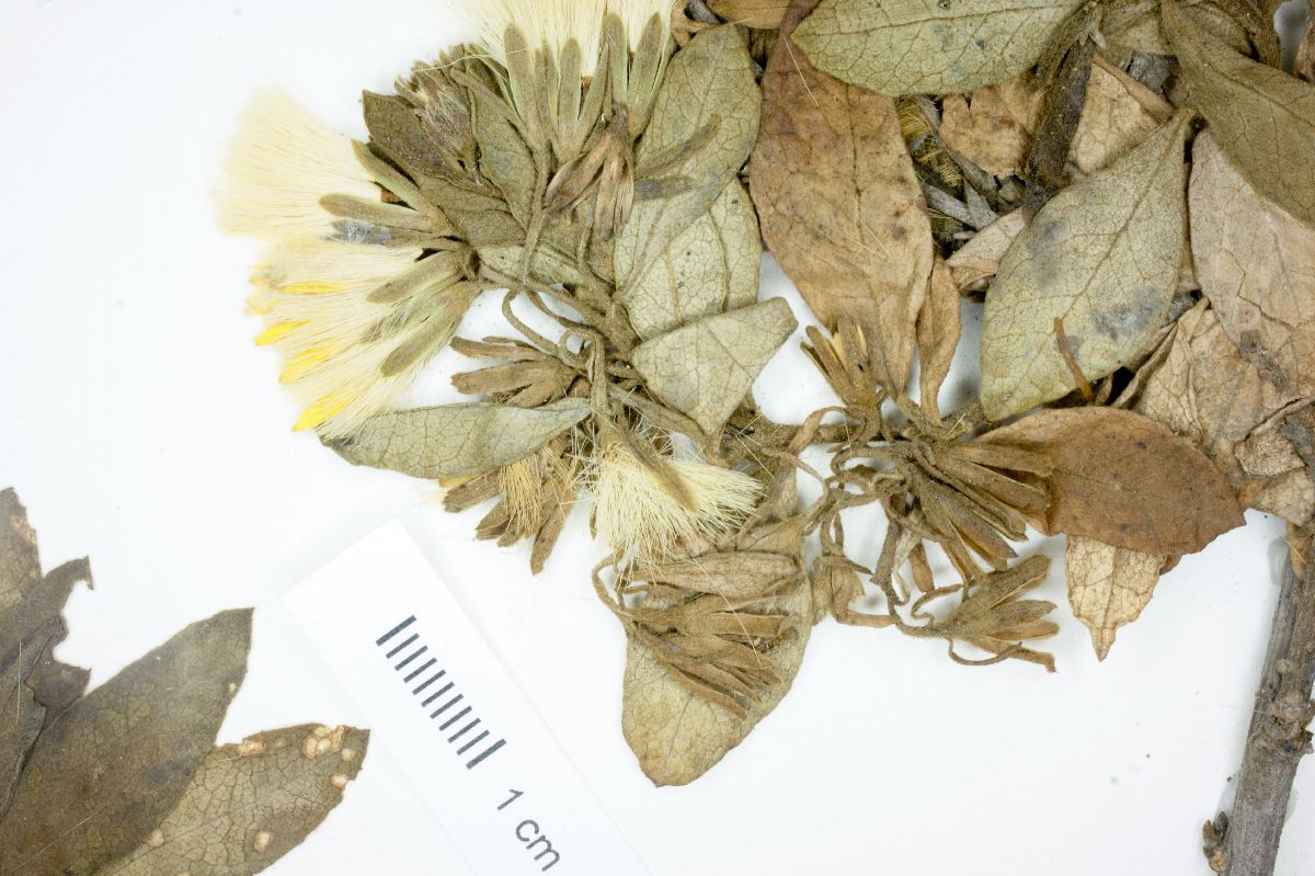 Trixis cacalioides image