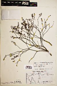 Euphorbia fruticulosa image