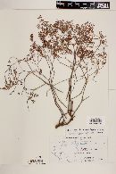 Euphorbia fruticulosa image