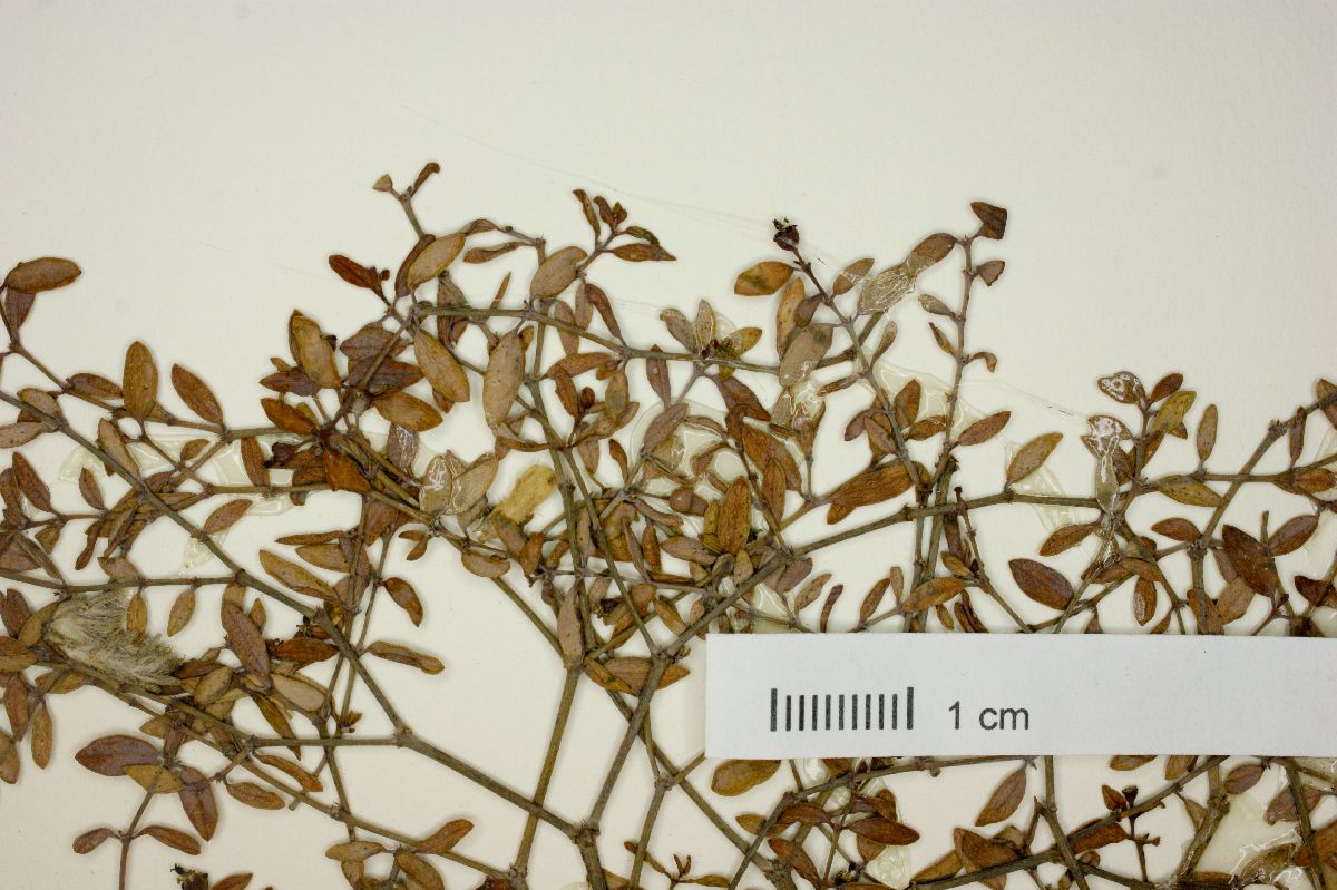 Euphorbia fruticulosa image