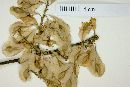 Podopterus cordifolius image