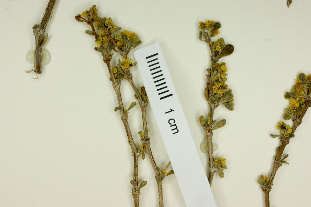 Harfordia fruticosa image