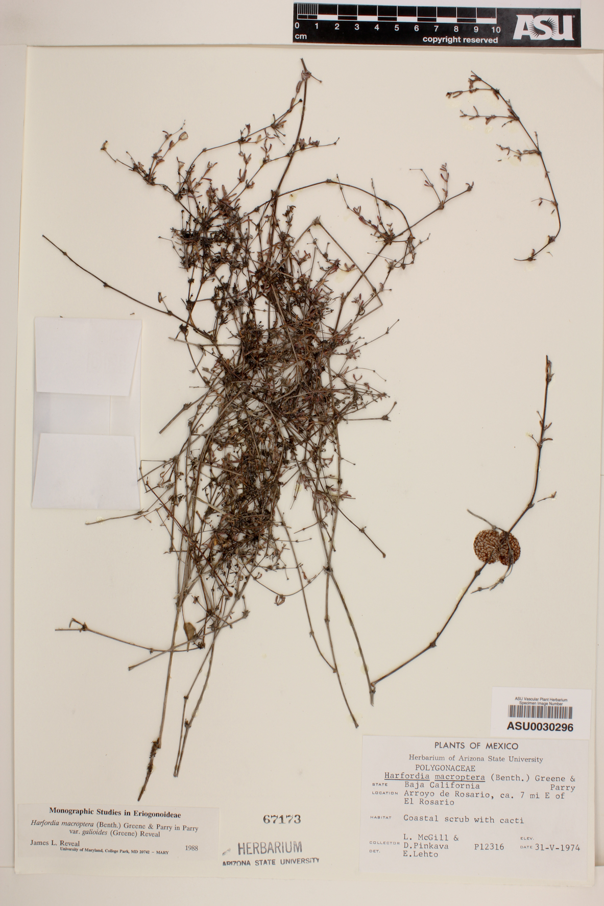 Harfordia macroptera var. galioides image