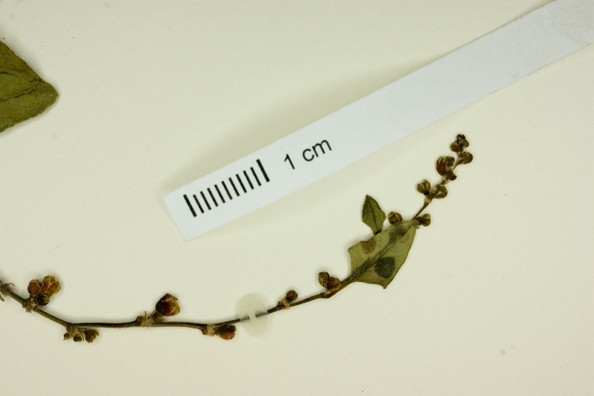 Muehlenbeckia hastatula image