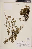 Muehlenbeckia hastulata image