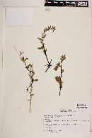 Muehlenbeckia hastulata image