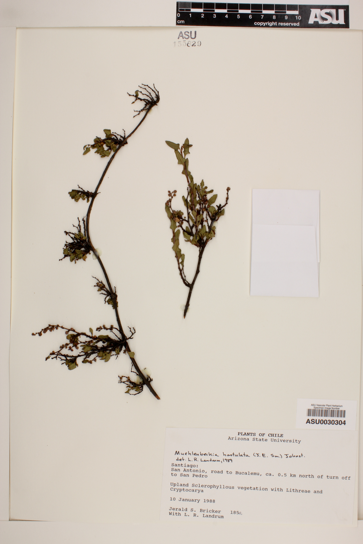Muehlenbeckia hastulata image