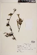 Muehlenbeckia hastulata image