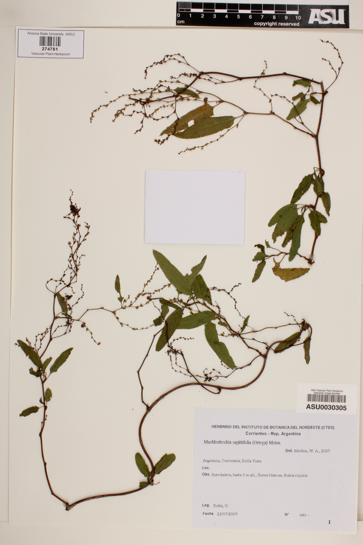 Muehlenbeckia sagittifolia image
