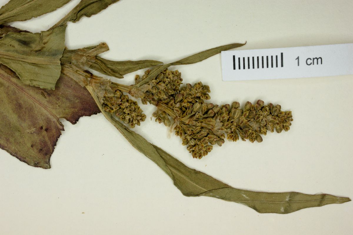 Rumex flexicaulis image