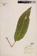 Rumex orthoneurus image