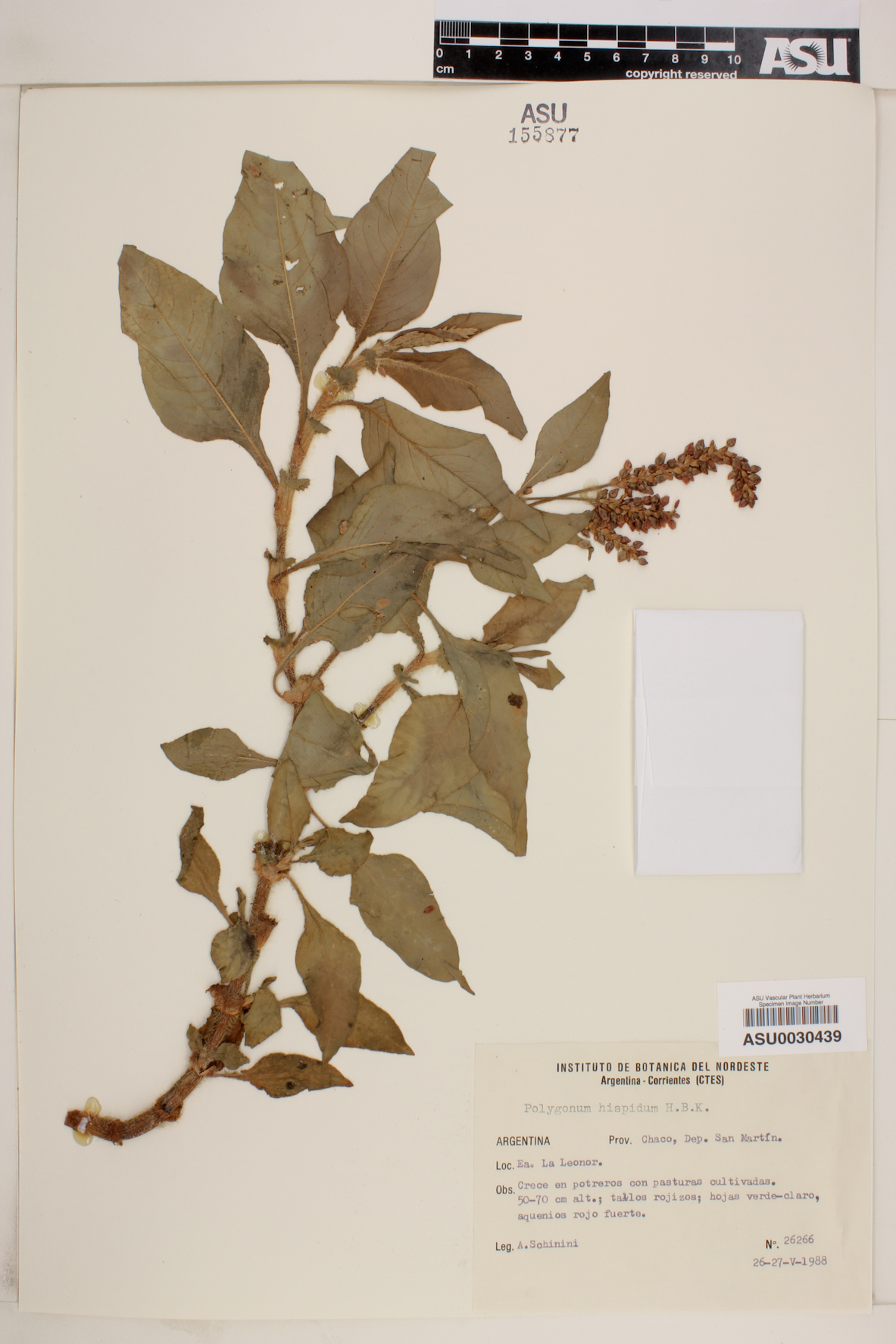 Polygonum hispidum image