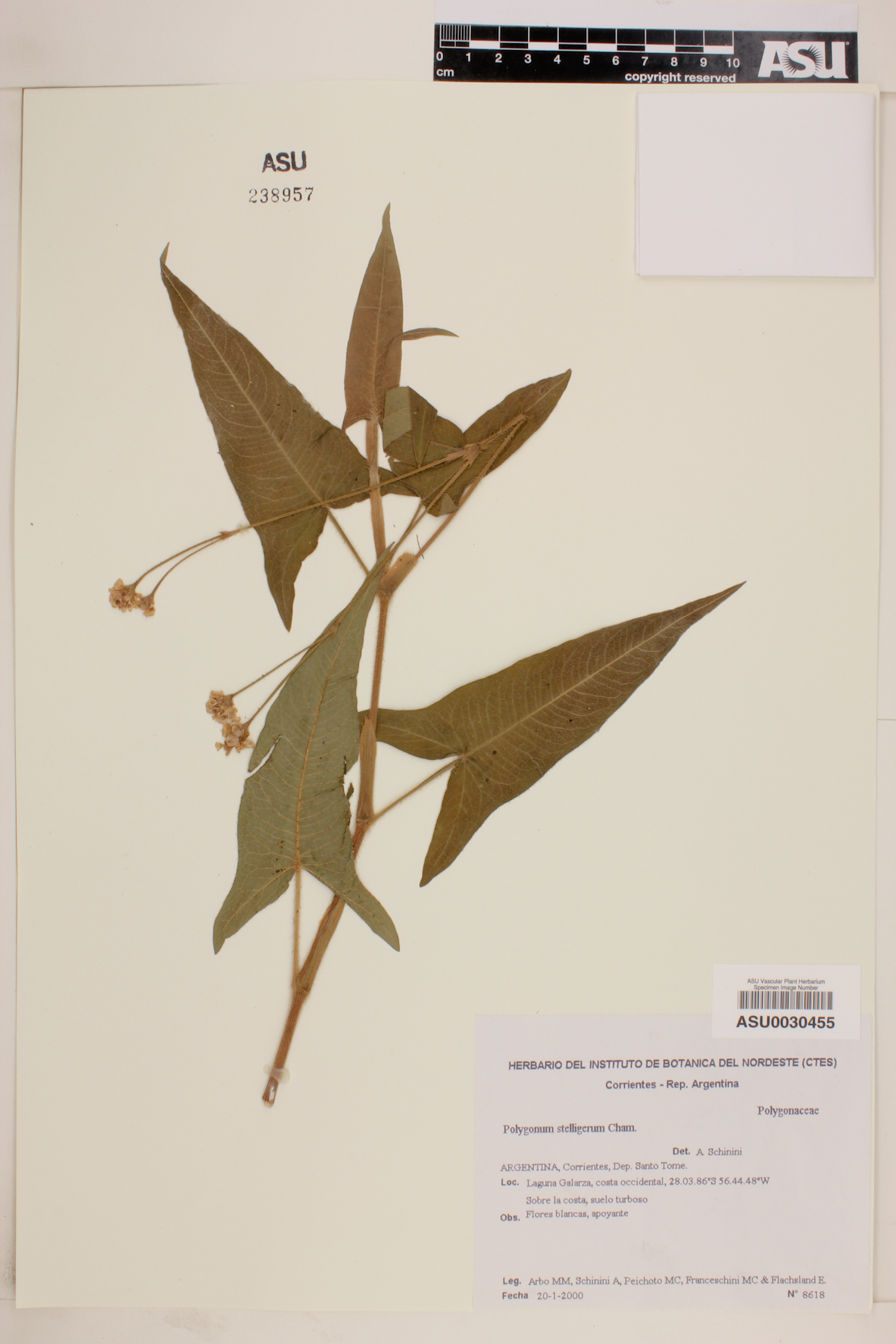 Polygonum stelligerum image
