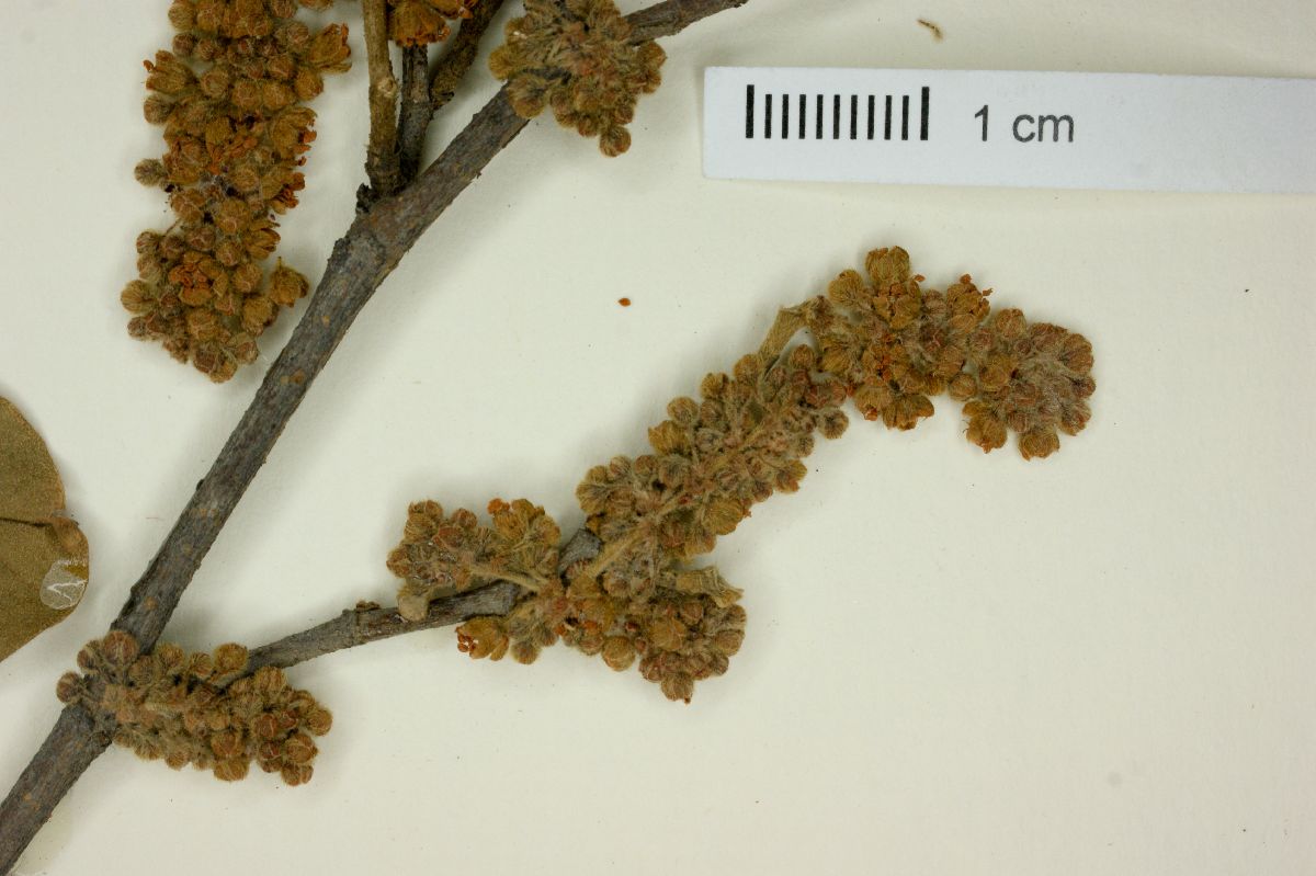 Ruprechtia standleyana image