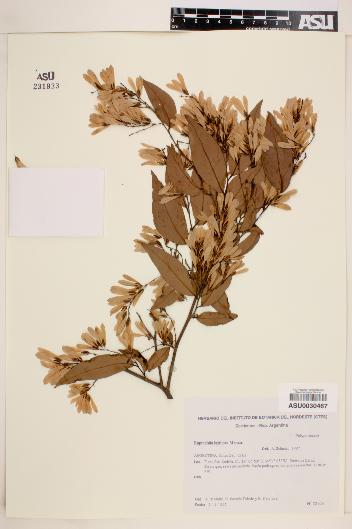 Ruprechtia laxiflora image