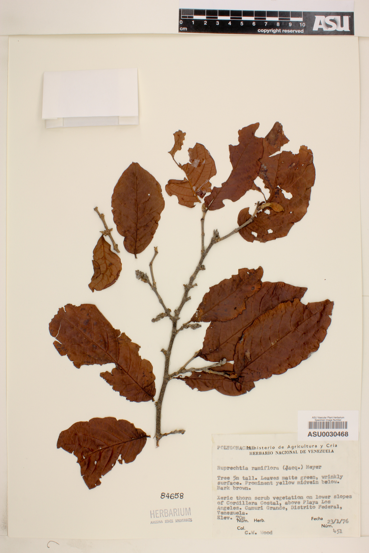 Ruprechtia ramiflora image