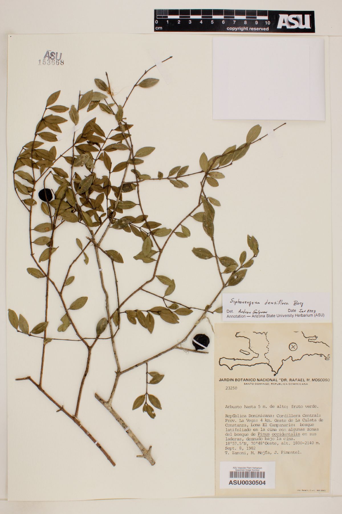 Siphoneugena densiflora image