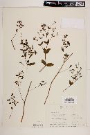 Chamaesyce hyssopifolia image