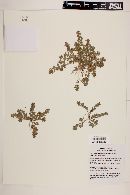 Chamaesyce dioica image